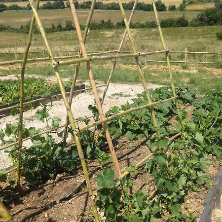 Wine Conti Di San Bonifacio * Montemassi